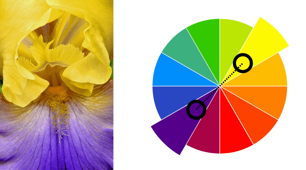contrasting colors