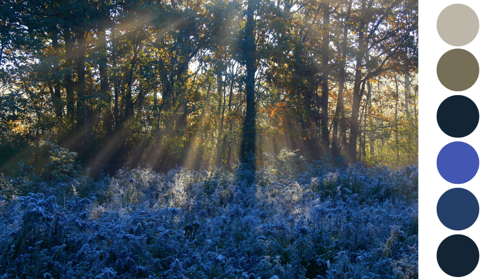 Forest Landscape | The Natural Order of Color