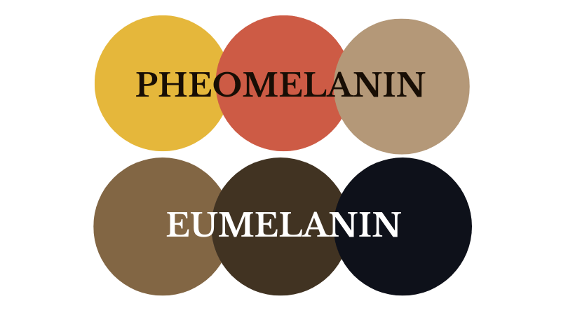 The two types of melanin in human skin