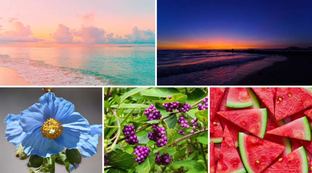 Color Contrast in Nature